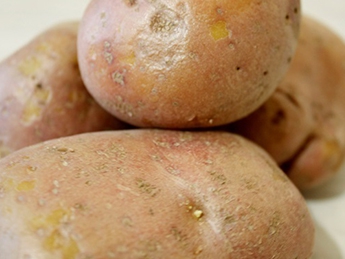 Россия запретила ввоз украинской картошки