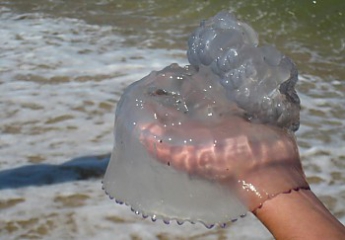 В Азовское море к неудовольствию отдыхающих вернулись медузы