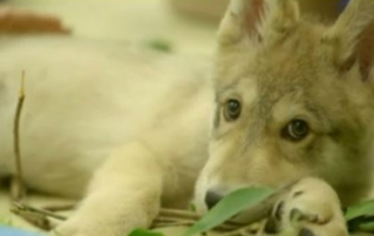 Двухмесячный волчонок станет послом зоопарка в Калифорнии (видео)