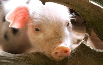 В Черниговской области выявлен вирус африканской чумы свиней