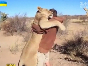 Интернет растрогал ролик с ласковой львицей и ее смотрителем (видео)