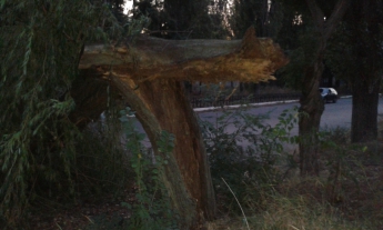 Упавшее дерево заблокировало дорогу