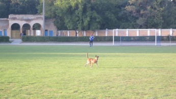 Четыре голкипера и собака - хроника одного футбольного матча (фото)