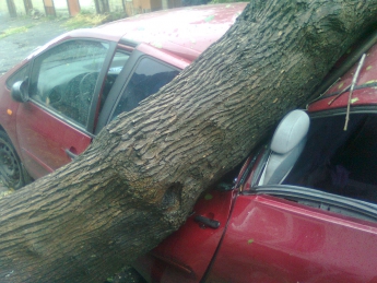 Хозяин раздавленной машины не надеется на компенсацию, а 10 дней просит помочь убрать с нее дерево (фото)