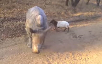 Детеныш носорога подружился с ягненком в ЮАР (видео)