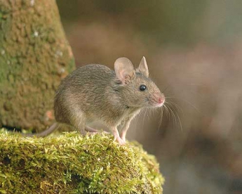В Запорожской области начали борьбу с мышами