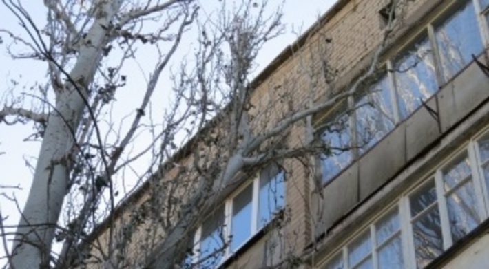Дерево нависло над газовой трубой и балконом (фото)