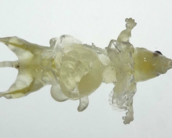 Ученые Японии создали прозрачных мышей (фото)