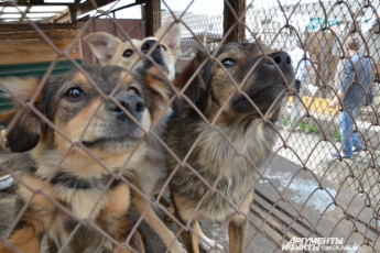 Защитники животных организовали пункт передержки бездомных собак