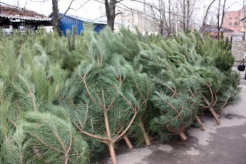 Сегодня в мелитопольском лесничестве начнут рубить елки на продажу