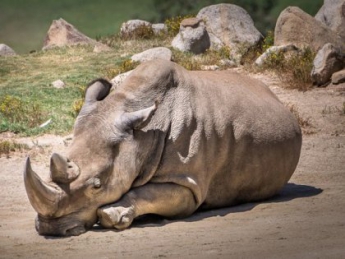 В США умер последний на планете самец белого носорога