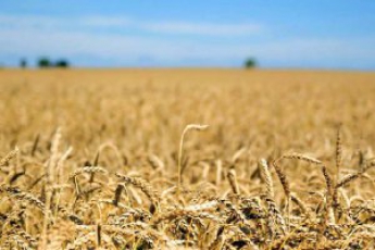 Россия вводит ограничения на экспорт зерна