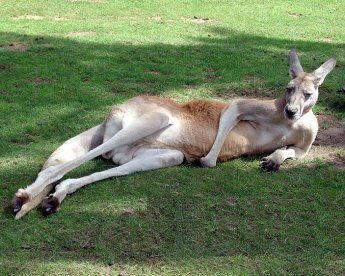 В Австралии кенгуру сбила назойливый беспилотник (видео)