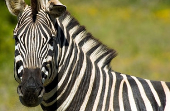 Ученые рассказали, почему зебры полосатые