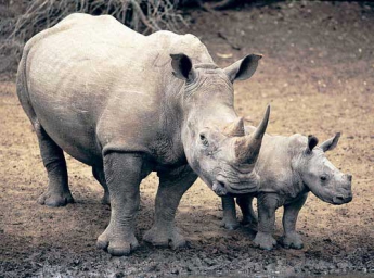 В зоопарке Дании впервые за 35 лет родился белый носорог