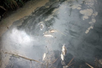 Из-за отходов, которые выливают в реку, в Лугани дохнет рыба, - очевидцы