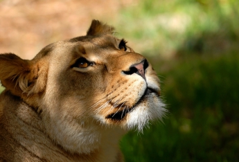В России львица задушила пьяного посетителя зоопарка