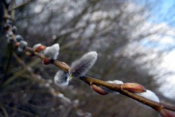 В первые дни весны в Украине немного похолодает