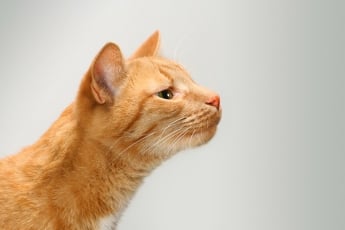 Кошки доверяют глазам больше, чем носу