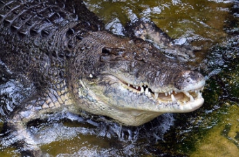 В крови крокодилов нашли основу для уникальных антибиотиков