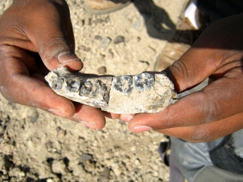 Находка археологов может "отодвинуть" историю человества на 400 тыс. лет
