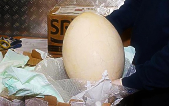 Итальянец хотел вывезти за границу доисторическое яйцо