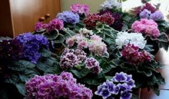 ДНРовцы вместо решения коммунальных проблем проводят выставки цветов