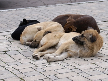 Харьковчане заинтересованы в мелитопольских собаках