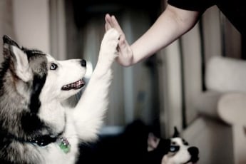 Ученые объяснили дружбу между собакой и человеком