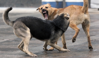 В Запорожской области женщину растерзали собаки