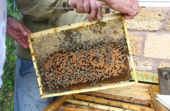 Чем полезны продукты пчеловодства