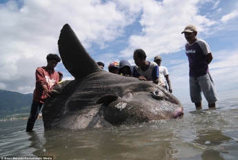 Индонезийские рыбаки поймали 1,5-тонную луну-рыбу (фото, видео)