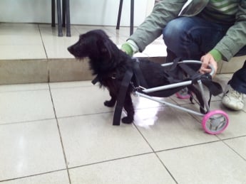 Собака на инвалидной коляске делает первые шаги