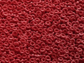 Ученые придумали способ совмещать группы крови