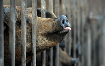 В Киевской области зарегистрировали африканскую чуму свиней
