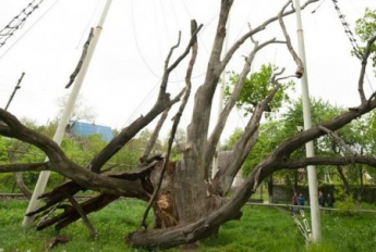 В Запорожье молния угодила в ветку 700-летнего дуба