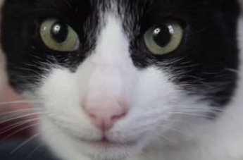 Британский кот установил новый рекорд Гиннесса (видео)