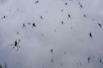 Дождь из пауков обрушился на жителей австралийского города