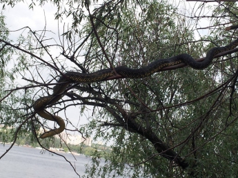 Отдыхающих напугала огромная змея на дереве (фото)