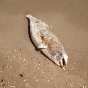 На берег в Бердянске выбросило мертвого дельфина (фото)