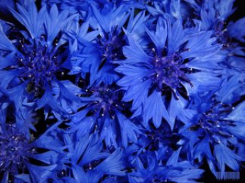 Синий назвали самым популярным цветом в мире