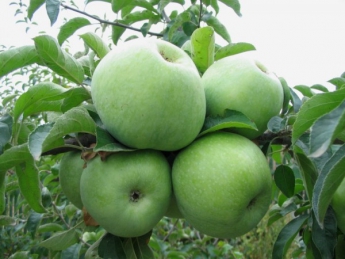 Садоводы ждут хороший урожай вишни, яблок и груш