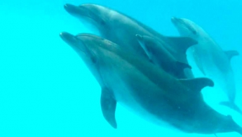 В харьковском дельфинарии родился дельфиненок
