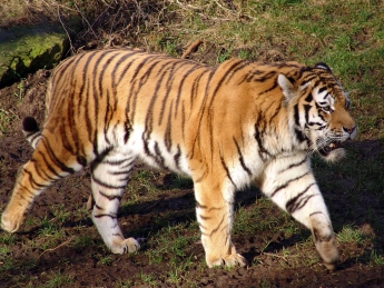 В Тбилиси разыскивают еще одного тигра, сбежавшего из зоопарка после наводнения
