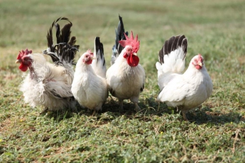 Россельхознадзор с 1 июля ограничит ввоз куриного мяса из Украины в оккупированный Крым