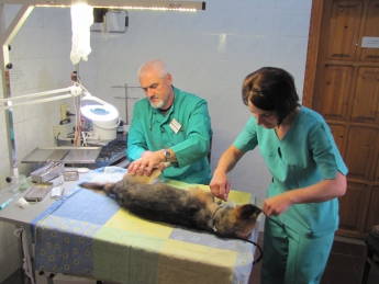 Активисты взялись за стерилизацию бездомных собак (фото)