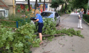В Харькове в результате падения дерева пострадали женщина и 7-месячный ребенок