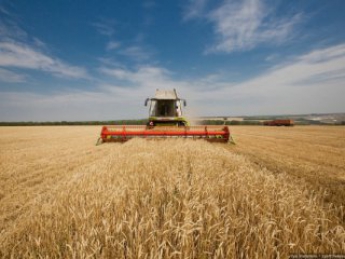 Жаркая погода в Украине не повлияет на количество урожая зерновых, - Гидрометцентр
