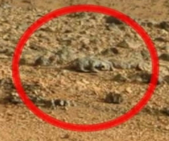 В Сети появились фото погибшего на Марсе существа (видео)
