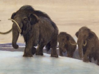 Ученые рассказали из-за чего вымерли мамонты